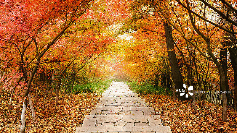 晚秋的枫叶图片素材