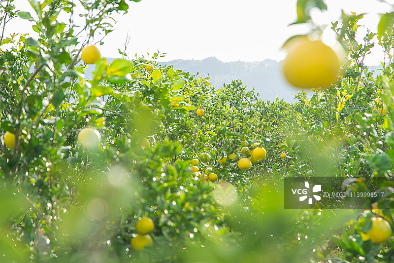 果园农场种植园图片素材