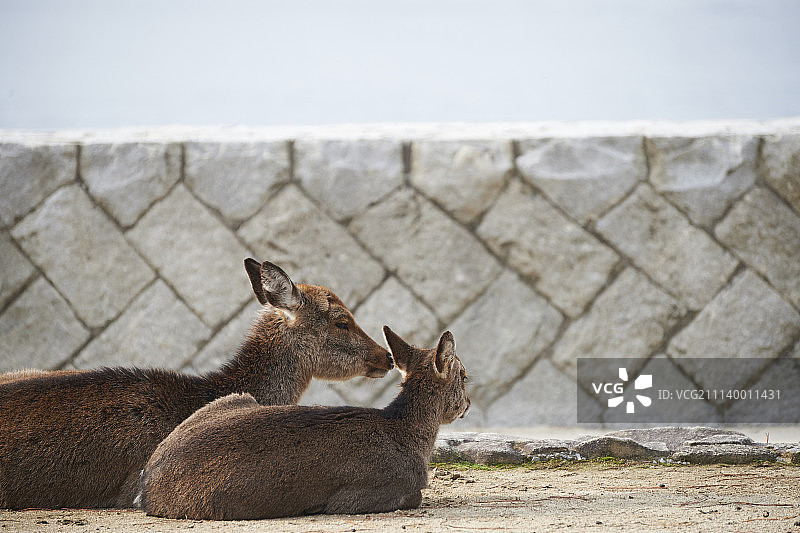 野生鹿图片素材