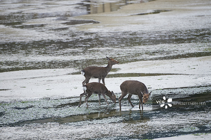 野生鹿图片素材
