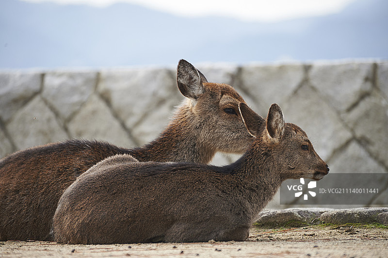 野生鹿图片素材
