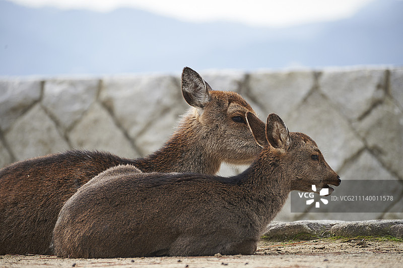 野生鹿图片素材