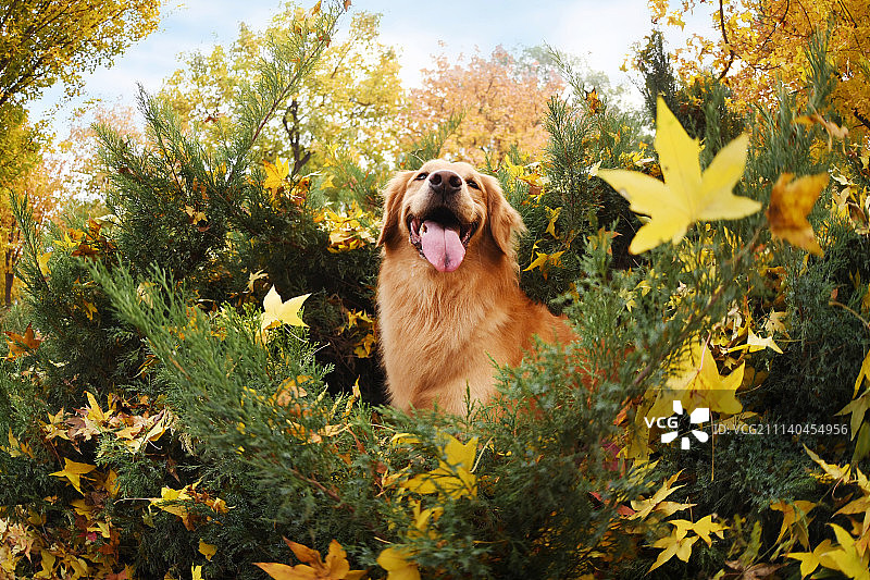 金毛寻回犬图片素材