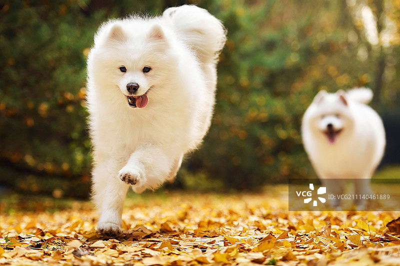 秋景中的萨摩耶图片素材