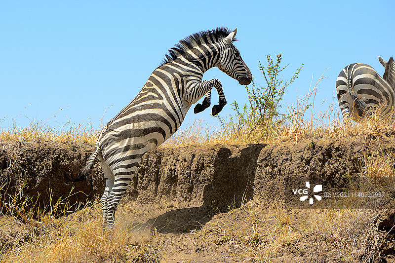 斑马跳跃图片素材