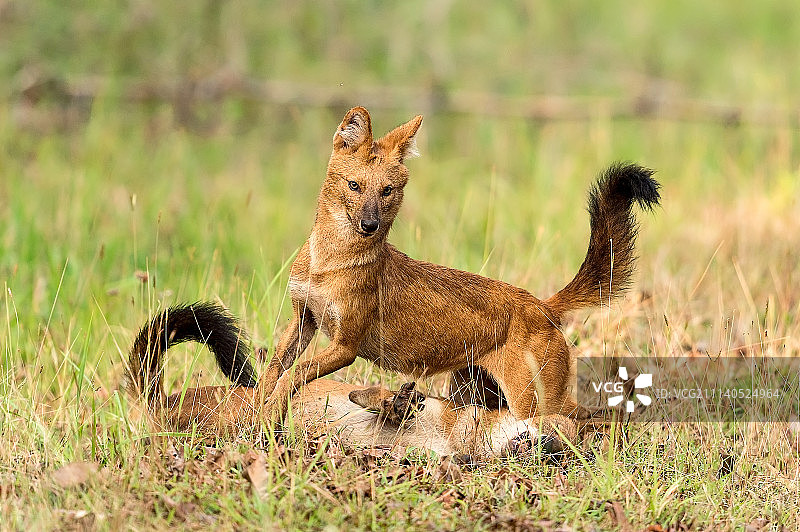 豺的屈服行为图片素材