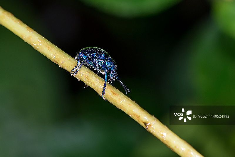 小蓝甲虫图片素材