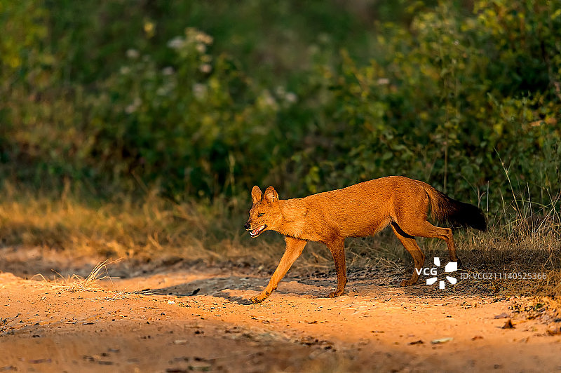 金色的豺图片素材