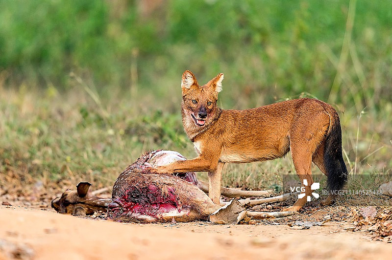 豺：这是我的食物图片素材