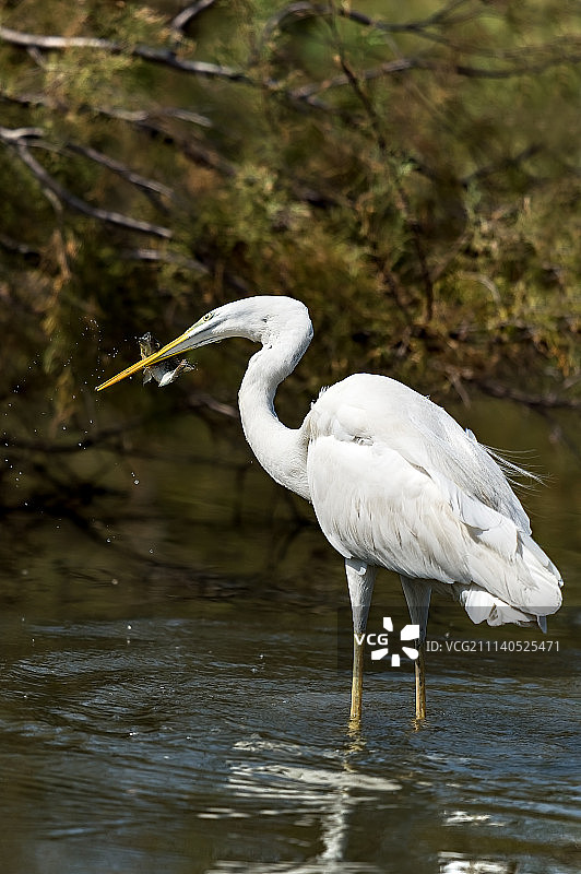 大白鹭的猎物图片素材