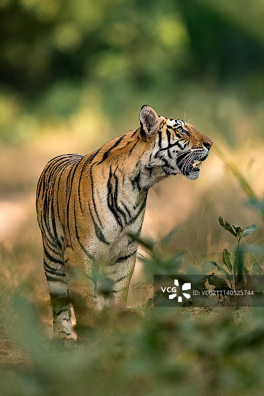 母老虎在做白日梦？图片素材