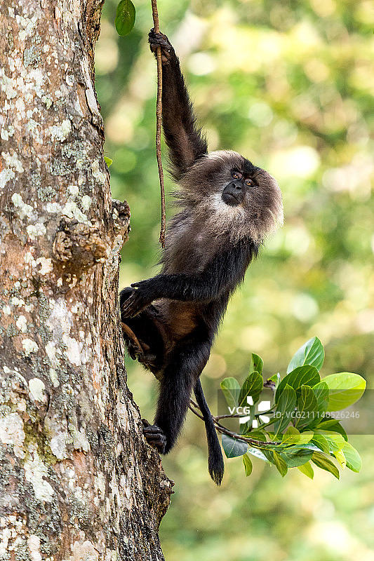 LTM - 四处闲逛图片素材