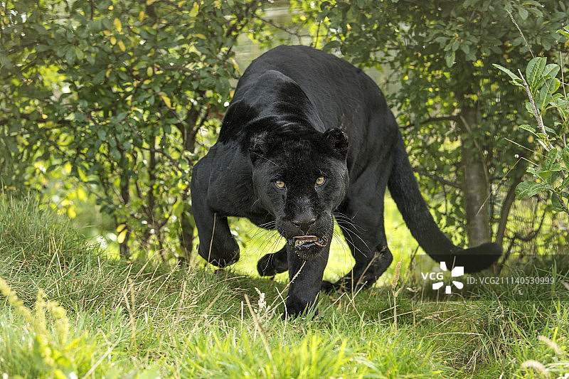 黑豹系列图片素材