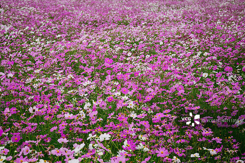 格桑花花海图片素材
