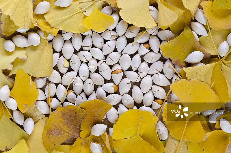 银杏白果图片素材
