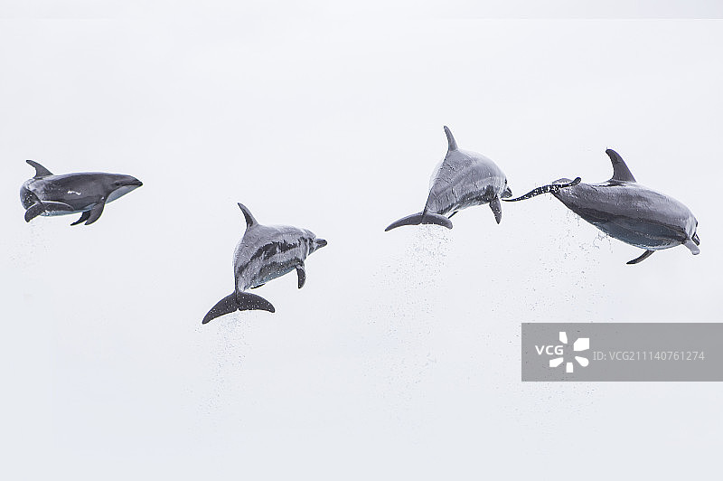 海豚,亚洲,日本,冲绳图片素材