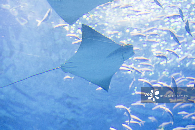 魟鱼,亚洲,日本,冲绳图片素材