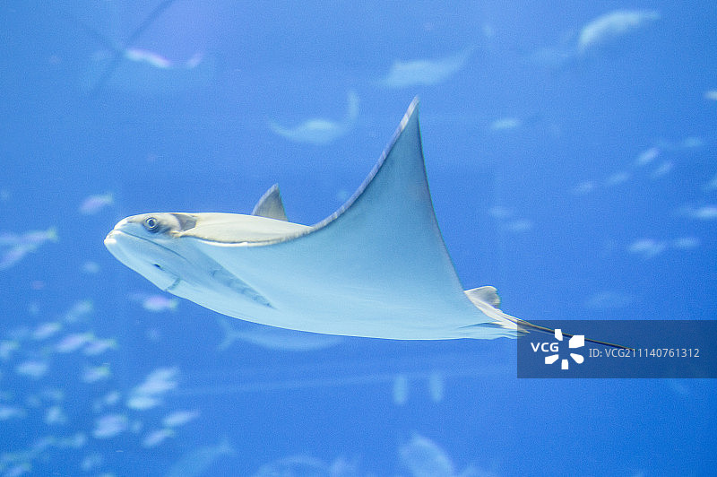 魟鱼,亚洲,日本,冲绳图片素材