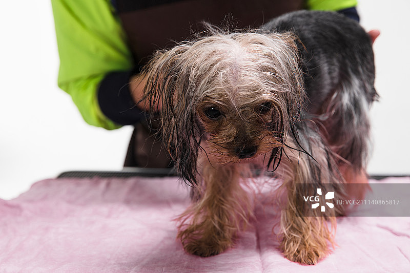 宠物美容师给小狗梳理毛发图片素材