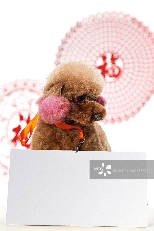 可爱的贵宾犬图片素材