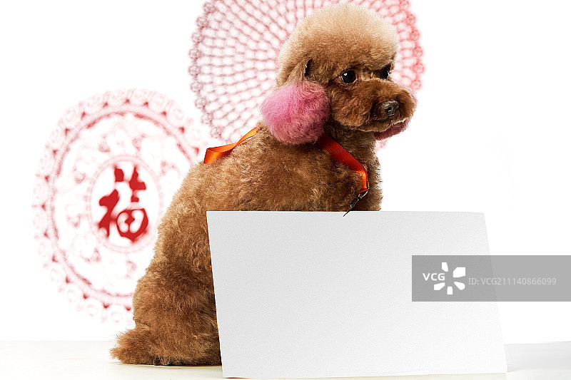 可爱的贵宾犬图片素材