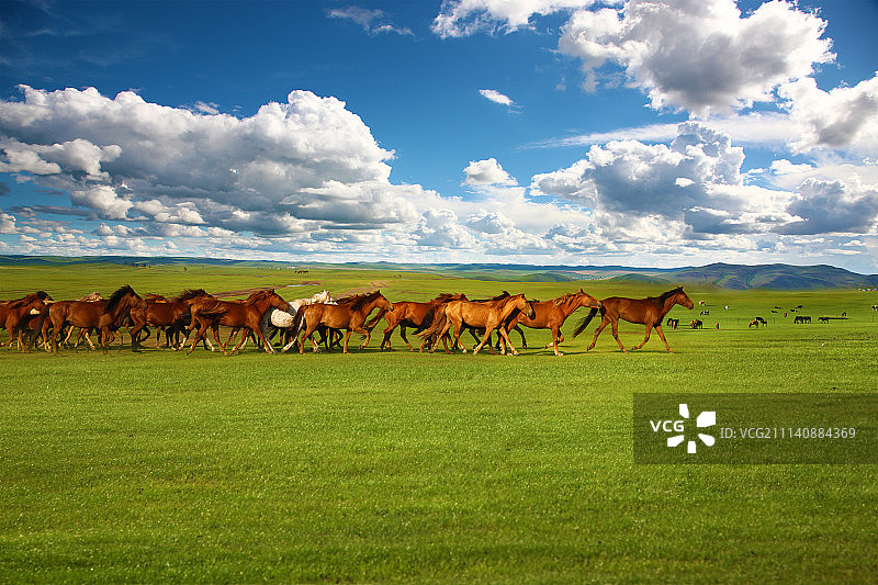 草原上奔跑的马群图片素材