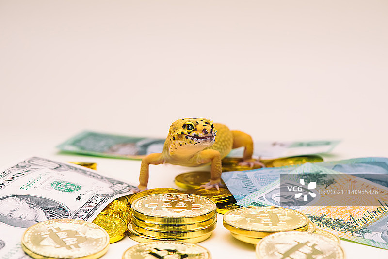 豹纹守宫 金融货币图片素材