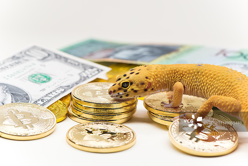 豹纹守宫 金融货币图片素材