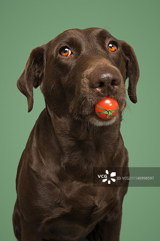 拉布拉多 洋洋图片素材