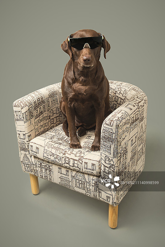 拉布拉多 洋洋图片素材