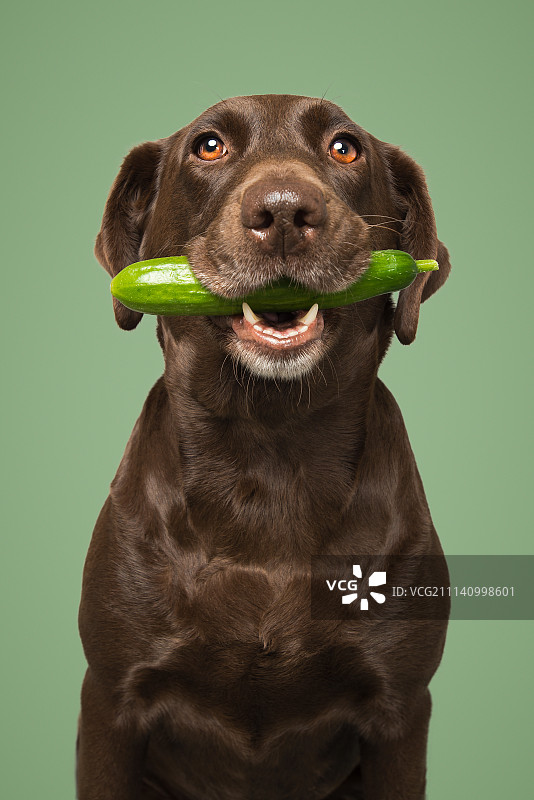 拉布拉多 洋洋图片素材