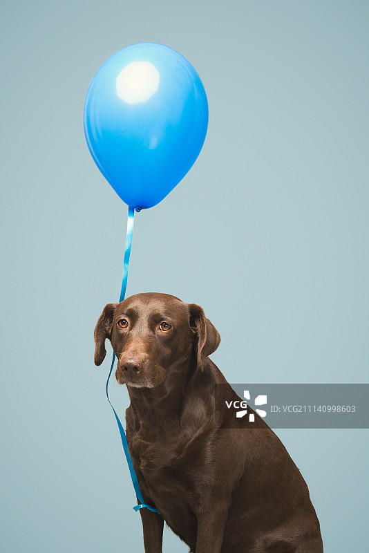 拉布拉多 洋洋图片素材