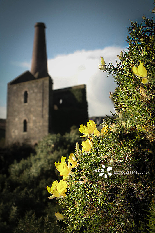 康沃尔郡废弃的磨坊图片素材
