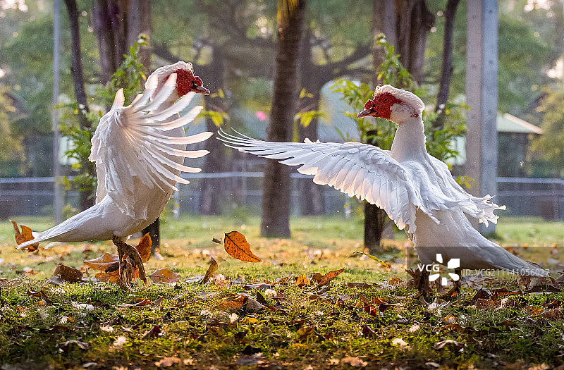 鹅的对抗图片素材