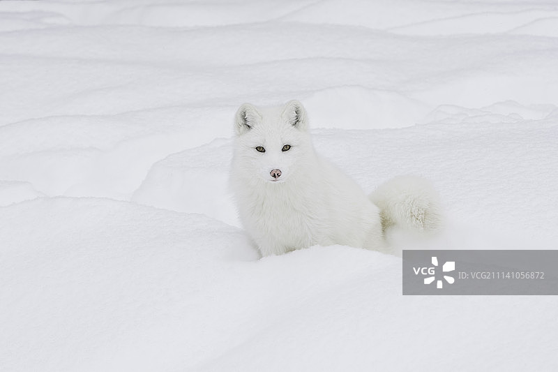 北极狐驻足图片素材