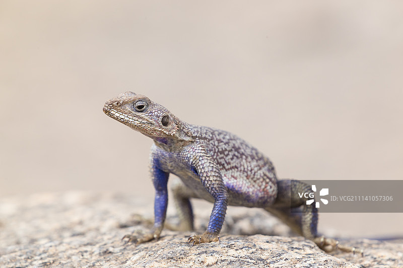 坦桑尼亚塞伦盖蒂国家公园的姆万扎平头岩蜥图片素材