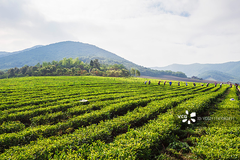 江苏省无锡茶园图片素材