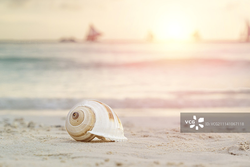 沙滩上的贝壳图片素材