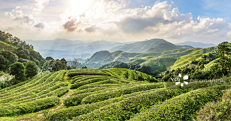 福建高山茶园图片素材