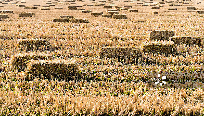 丰收之后图片素材