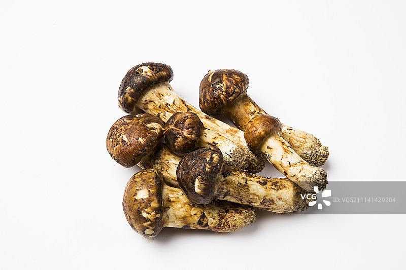 松茸 - 白色背景图片素材