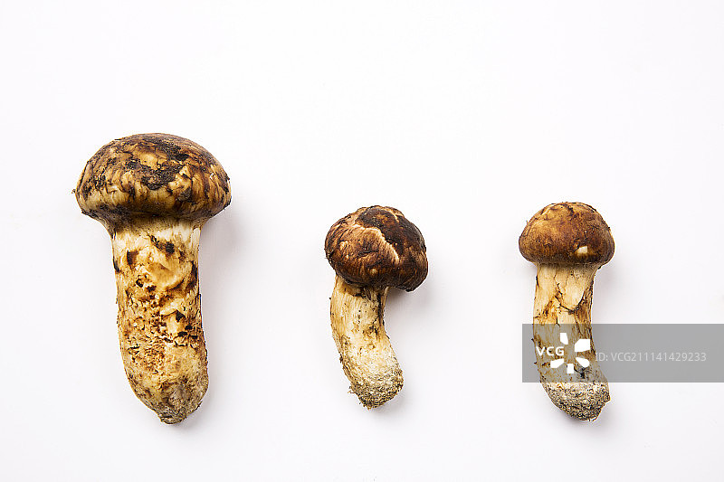 松茸 - 白色背景图片素材