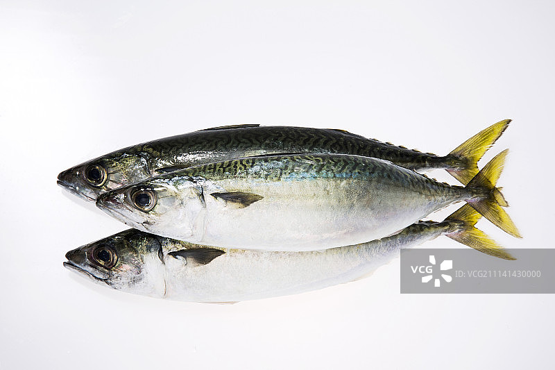 新鲜生鲭鱼图片素材