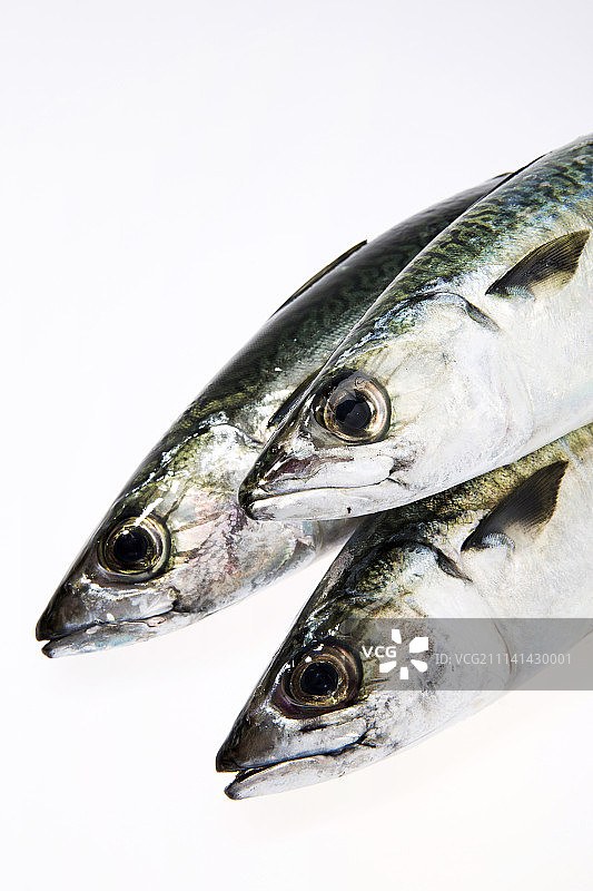 新鲜生鲭鱼图片素材