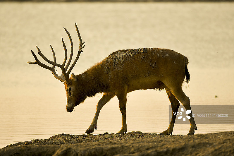 黄昏下的麋鹿图片素材