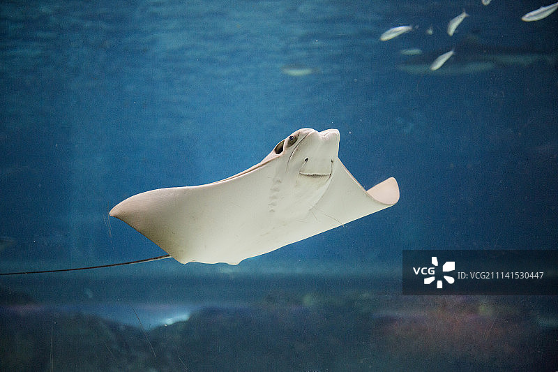 热带鱼、海龟、水母、黄貂鱼等海洋生物水族箱照片图片素材