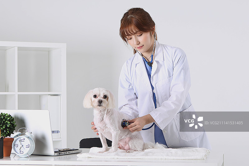 兽医用听诊器检查动物照片图片素材