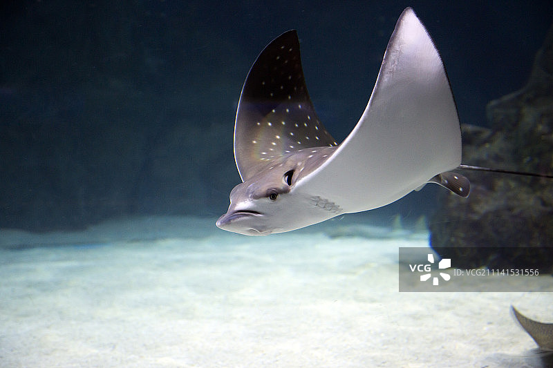 丰富多彩的海洋生物：热带鱼、海龟、水母、黄貂鱼图片素材