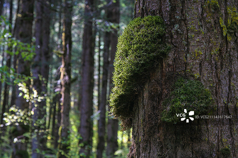 树皮树干图片素材