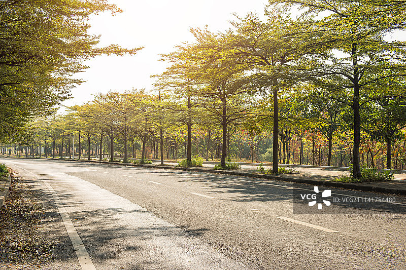 林荫大道图片素材